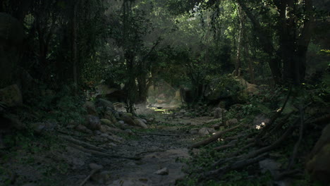 a path through a dense, green jungle