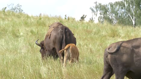 bisonte salvaje, seguido de un ternero, pastando en las praderas del norte a plena luz del día