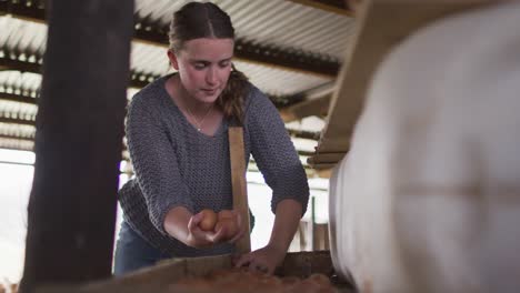 happy caucasian woman, working on farm, collecting chicken eggs