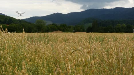 Drone-flying-over-an-oat-field-on-a-cloudy-day-in-spring