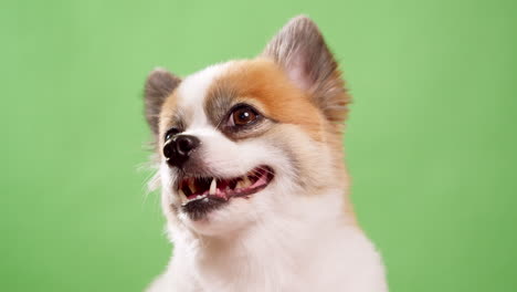 retrato del lindo cachorro esponjoso de pomeranian spitz-1