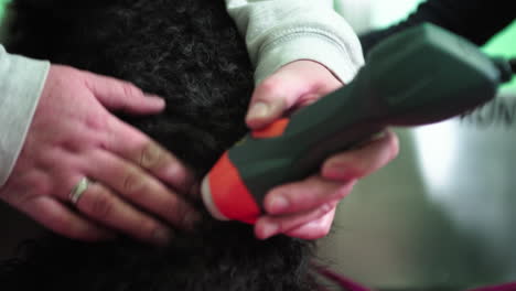 el perro en fisioterapia recibe tratamiento con láser, rehabilitación