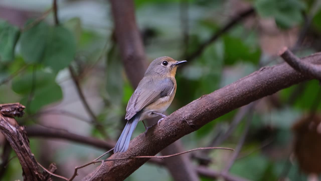 Facing to the right wagging it's tail then looks towards the camera, Indochinese Blue Flycatcher Cyornis sumatrensis Female, Thailand