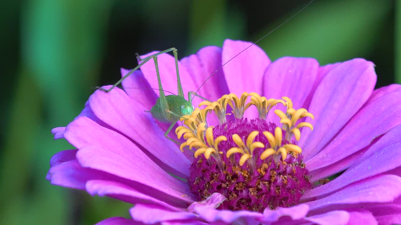 un salvaje saltamontes encaramado en una impresionante flor