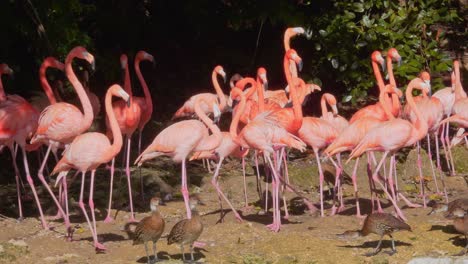 primer plano de patos y flamencos juntos, tomando el sol