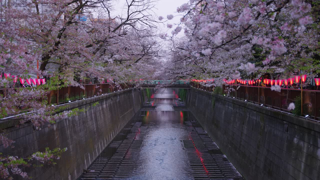 Fiori di ciliegio a Tokyo, inizio primavera lungo il fiume Meguro.