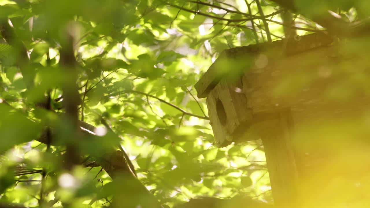 Great Tit Returns with Caterpillar