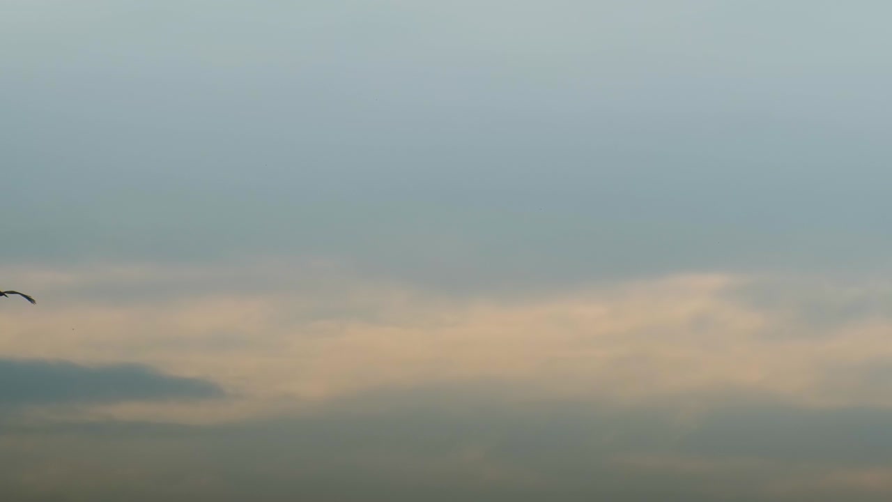 먹이 를 사냥 하는 야경적 인 황혼 하늘 위 를 날아다니는 포식자 새 들