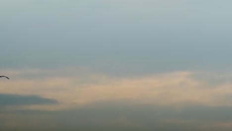 Birds-Of-Prey-Hovering-Over-Scenic-Dusk-Sky-Hunting-For-Food