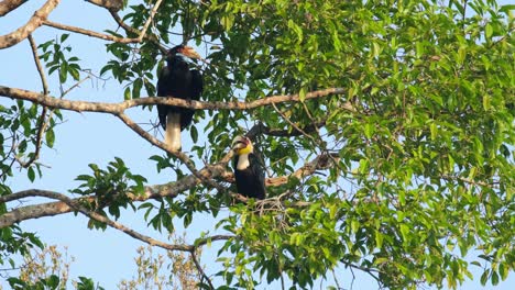 Hembra-Arriba-Y-Macho-Abajo-Vistos-Durante-Las-Primeras-Horas-De-La-Mañana-Mirando-A-Su-Alrededor,-Cálao-Envuelto-Rhyticeros-Undulatus-Macho-hembra,-Tailandia