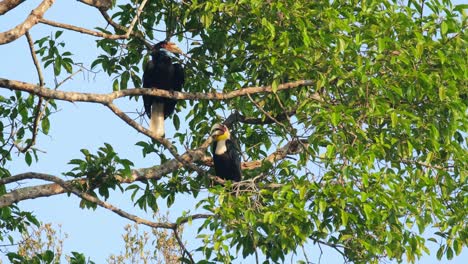 hembra en la parte superior y macho en la parte inferior visto durante las primeras horas de la mañana mirando a su alrededor, rhyticeros undulatus macho-hembra, tailandia