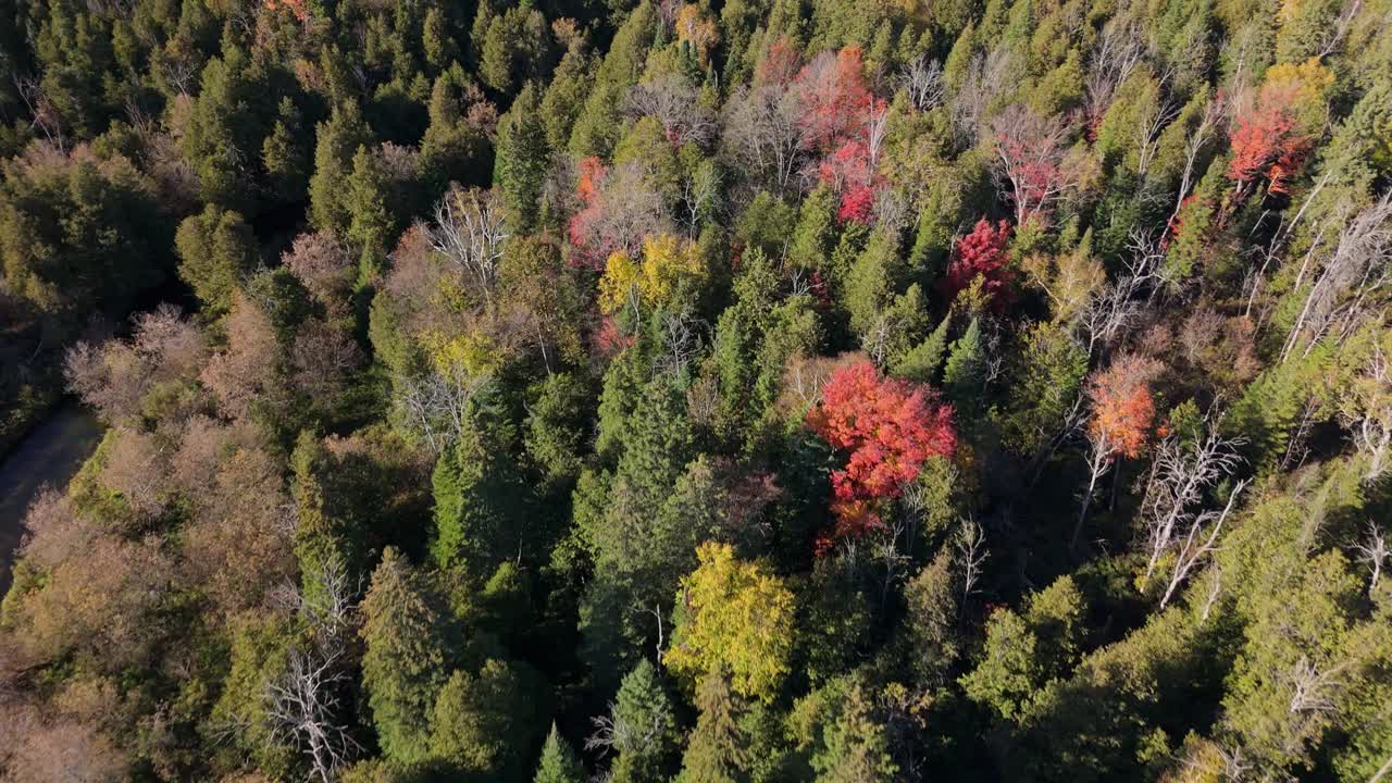 Stunning aerial footage showing a dense forest blanketed in vibrant autumn colours, captured during fall season