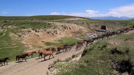 Gran-Manada-De-Caballos-Caminando-Por-Una-Pendiente-De-Tierra-En-Un-Vasto-Campo-De-Hierba-Con-Montañas-Cubiertas-De-Nieve-En-El-Fondo-En-Un-Caluroso-Día-Soleado-De-Verano