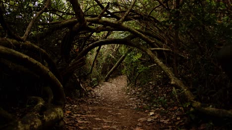 Caminando-Hacia-La-Oscuridad,-Túnel-De-Espesa-Vegetación