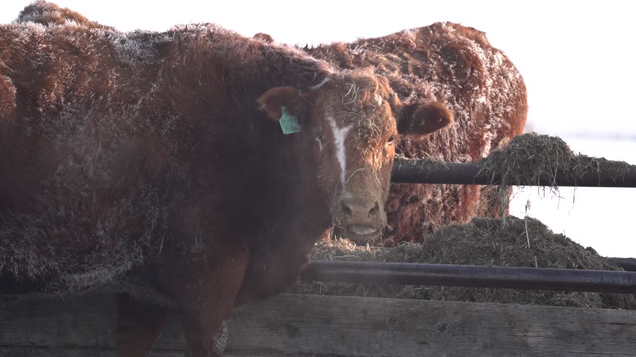 Bovini Angus rossi che mangiano fieno al rallentatore durante l'inverno