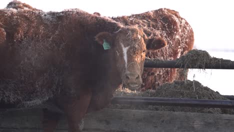 Rote-Angus-Rinder-Fressen-Im-Winter-Heu-In-Zeitlupe