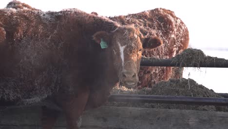 red angus cattle eating hay in slow motion during the winter