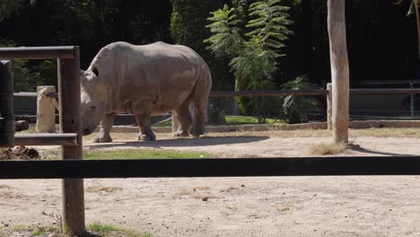 a white rhinoceros walking in its ranch