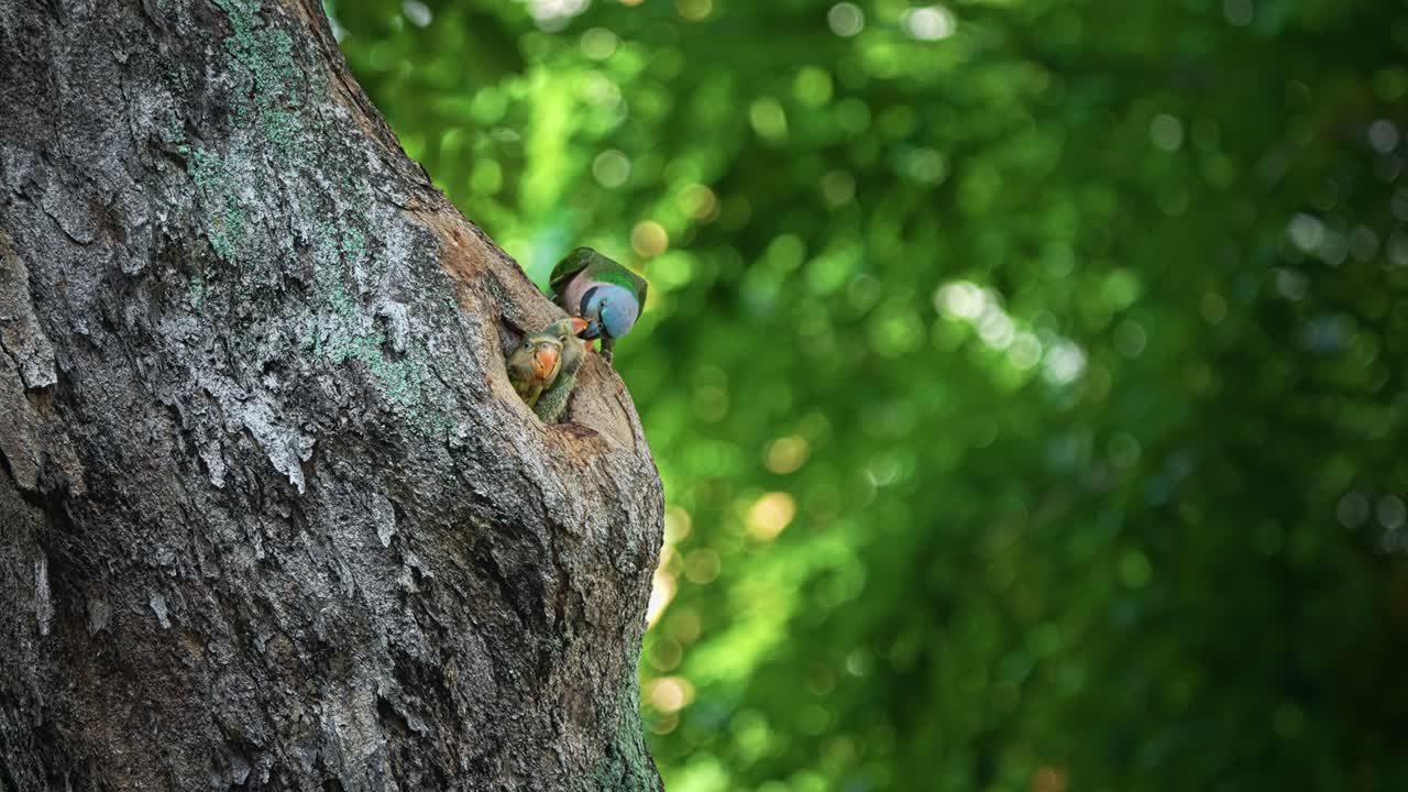 Red-breasted Parakeet Feeding Its Babies In A Tree Cavity - Close Up