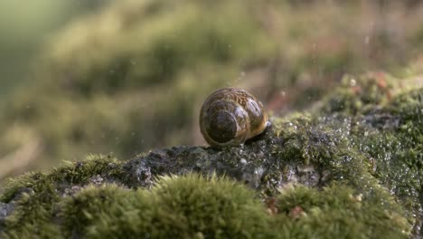 Close-up wildlife of a snail in heavy rain in the forest. Shot on super slow motion camera 1000 fps.