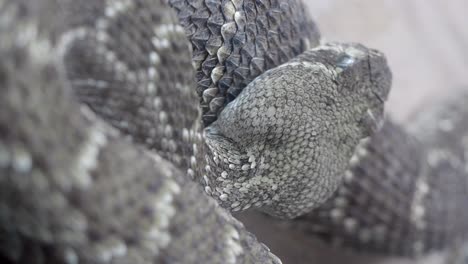 close-up of a rattlesnake's scales and rattle