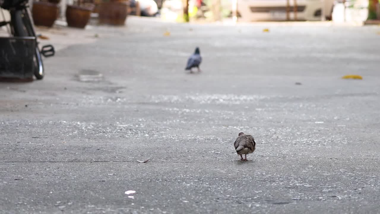 길 을 고 먹이 를 먹는 비둘기 들