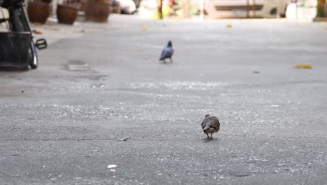 palomas caminando y alimentándose en un camino