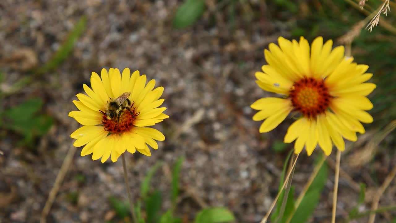 Two bright yellow wildflowers (blanket flower) with orange centres. A bumble bee sits on one flower and the second flower is out of focus.