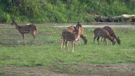 un pequeño rebaño de ciervos manchados o ciervos de eje pastando en un prado verde exuberante