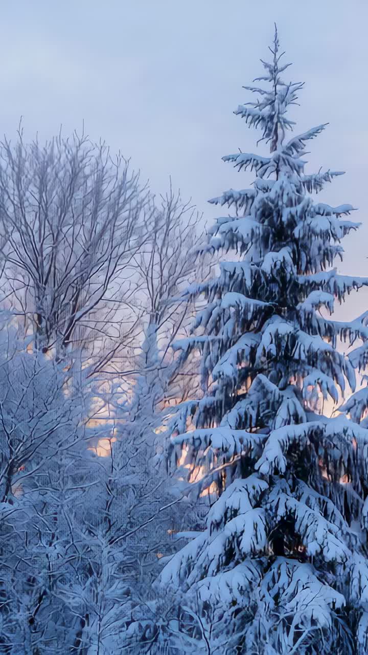 Vertical video: Brightening sunrise light illuminating tall snowy conifer in yard, with bare trees