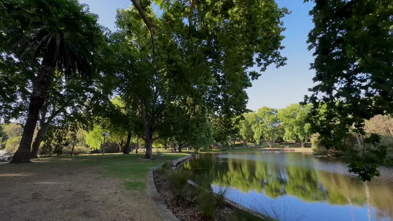 4k Hyde Park Perth moving looking up at sky thru branches green Plane trees