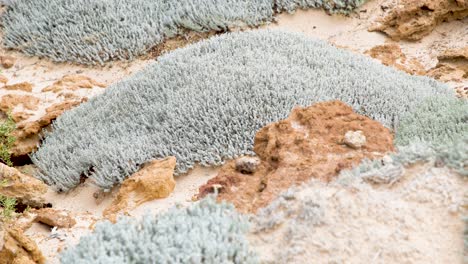 matorral australiano creciendo entre paisajes rocosos, cerca del lago eyre