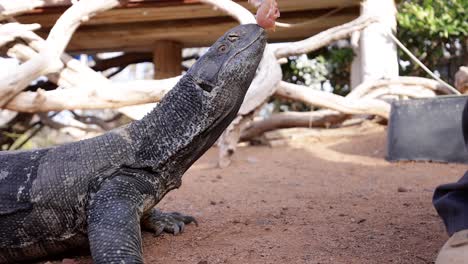 black throated monitor lizard hand fed chicken in wildlife sanctuary