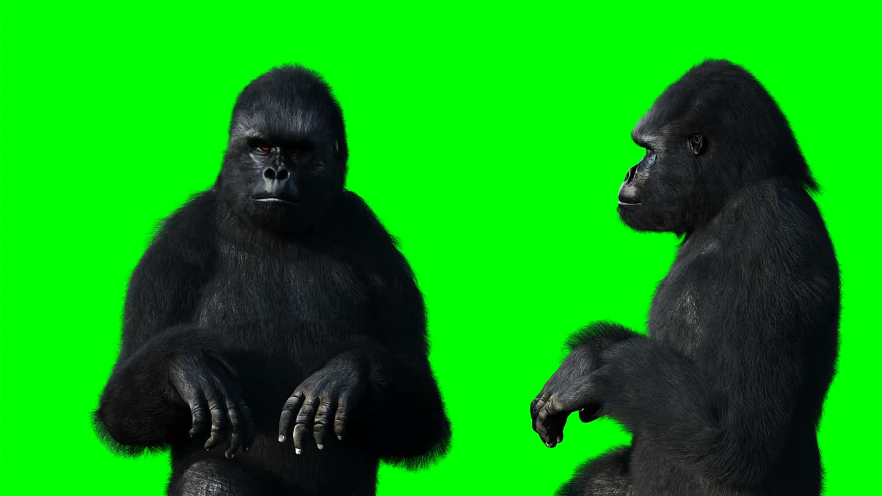 재미있는 고릴라, 현실적인 털, 그린 스크린 애니메이션