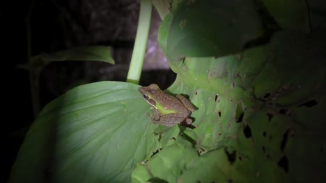 Malayan-White-lipped-Frog-on-leaf