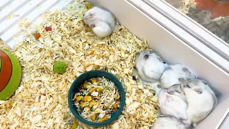 hamsters interact in a cozy enclosure