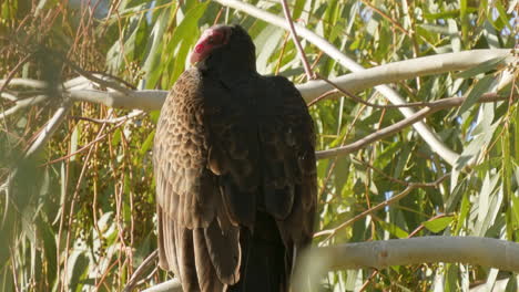 cerca de un feo buitre de pavo encaramado en la rama de un árbol esperando la muerte