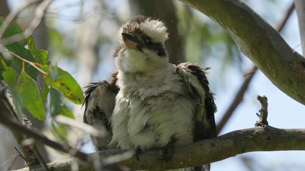 la risa del kookaburra sacude el agua de sus plumas en cámara lenta