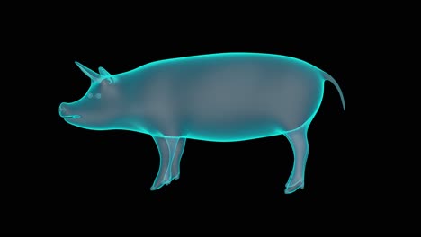 a 3d holograph of pig in x-ray render