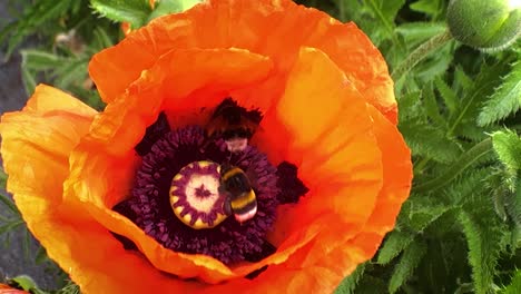 bumblebees collect pollen from poppies swaying in the wind