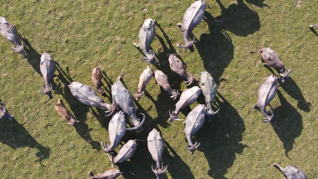 열린 들판에서 풀을 뜯고 있는 버팔로 떼 주위를 돌고 있는 드론