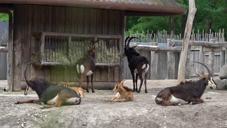 sable-antilopengruppe frisst heu und entspannt sich in der sonne im zoo - verschwommenes grünes gras bewegt sich sanft im nahen vordergrund