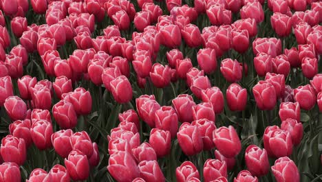 tulipanes rosados bailando en el viento vistos desde arriba