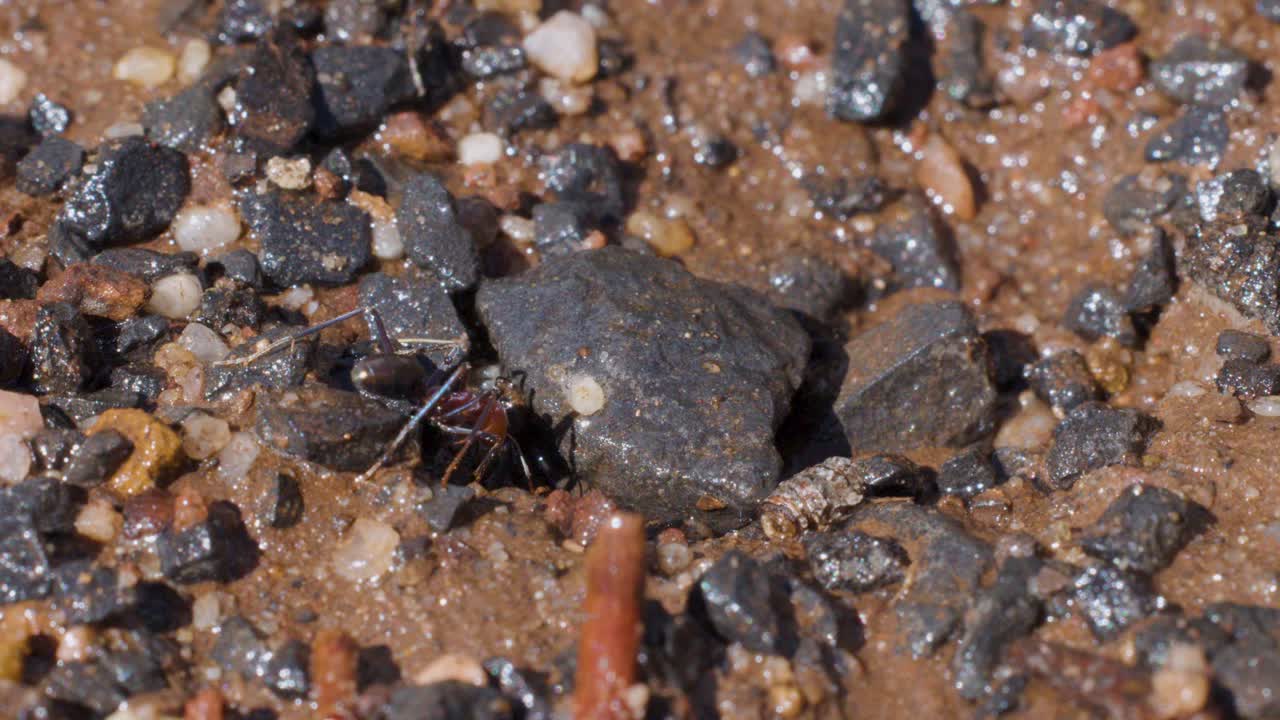 Several ants actively move soil and debris near a small nest entrance in damp, rocky ground under natural daylight, captured in close-up macro perspective