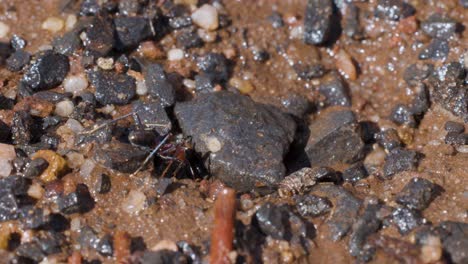 several ants actively move soil and debris near a small nest entrance in damp, rocky ground under natural daylight, captured in close-up macro perspective