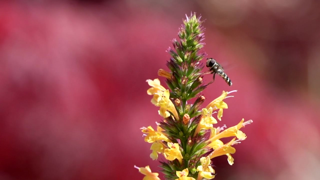 Slow motion of a bee and a flower