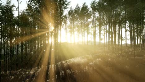 Green-bamboo-forest-in-hills