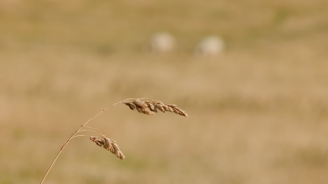 Close-up of wild grass seed head gently swaying in sunlit meadow with soft bokeh