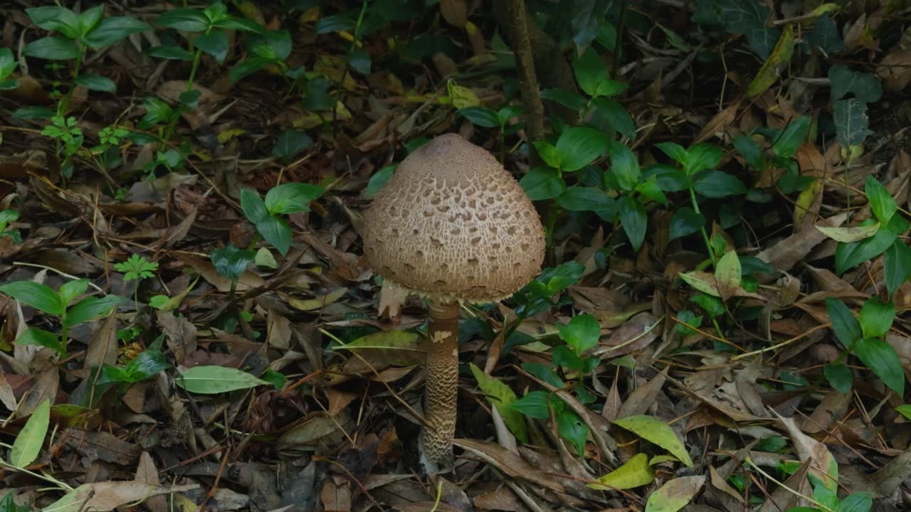 Parasol mushrooms can be found everywhere in the forest in autumn