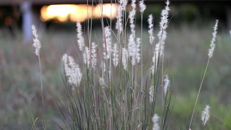 Tight-cluster-of-stalks-of-fuzzy-wild-grass-heads-blowing-slightly-in-breeze